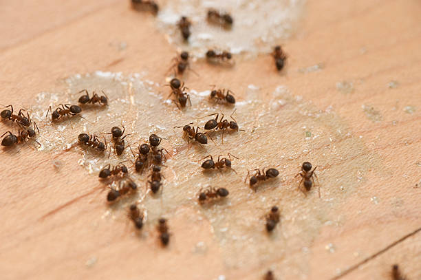 Professional Pest Control in Allentown, PA