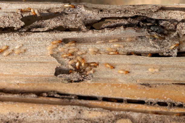 Best Best Pest Control Companies  in Allentown, PA